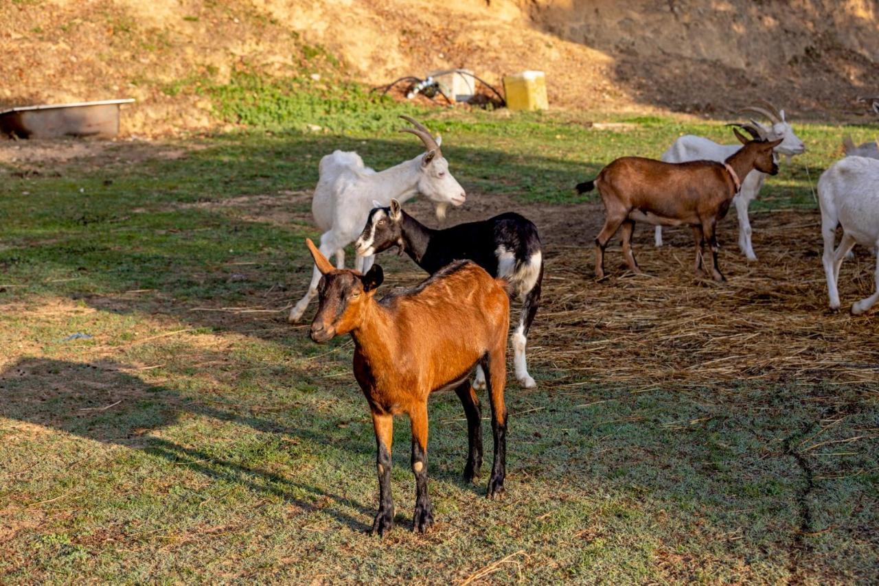 Agriturismo Cascina Trevo سبوتورنو المظهر الخارجي الصورة